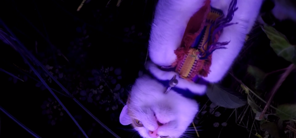 Screenshot of Mapped's Video Diaries | Edited by Catalina Fernandez